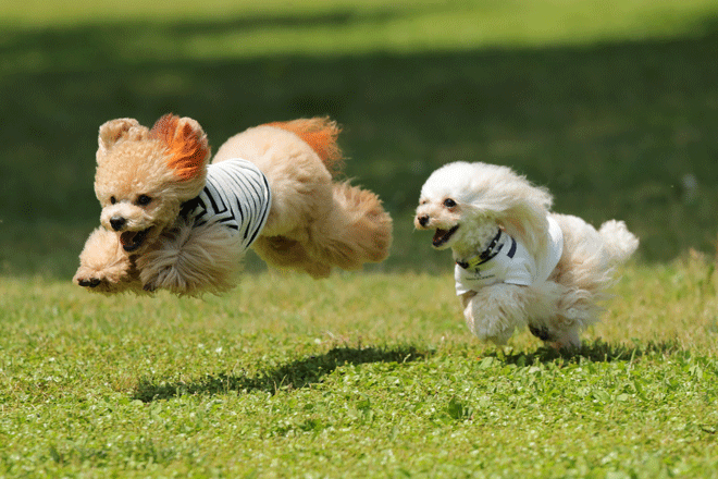 ドッグランのある家の庭で遊ぶ犬